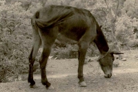 Il Riposo